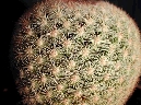 Mammillaria candida (1).jpg